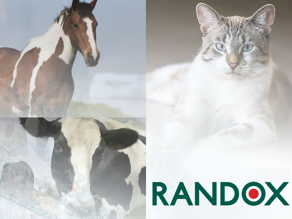 randox-vet2